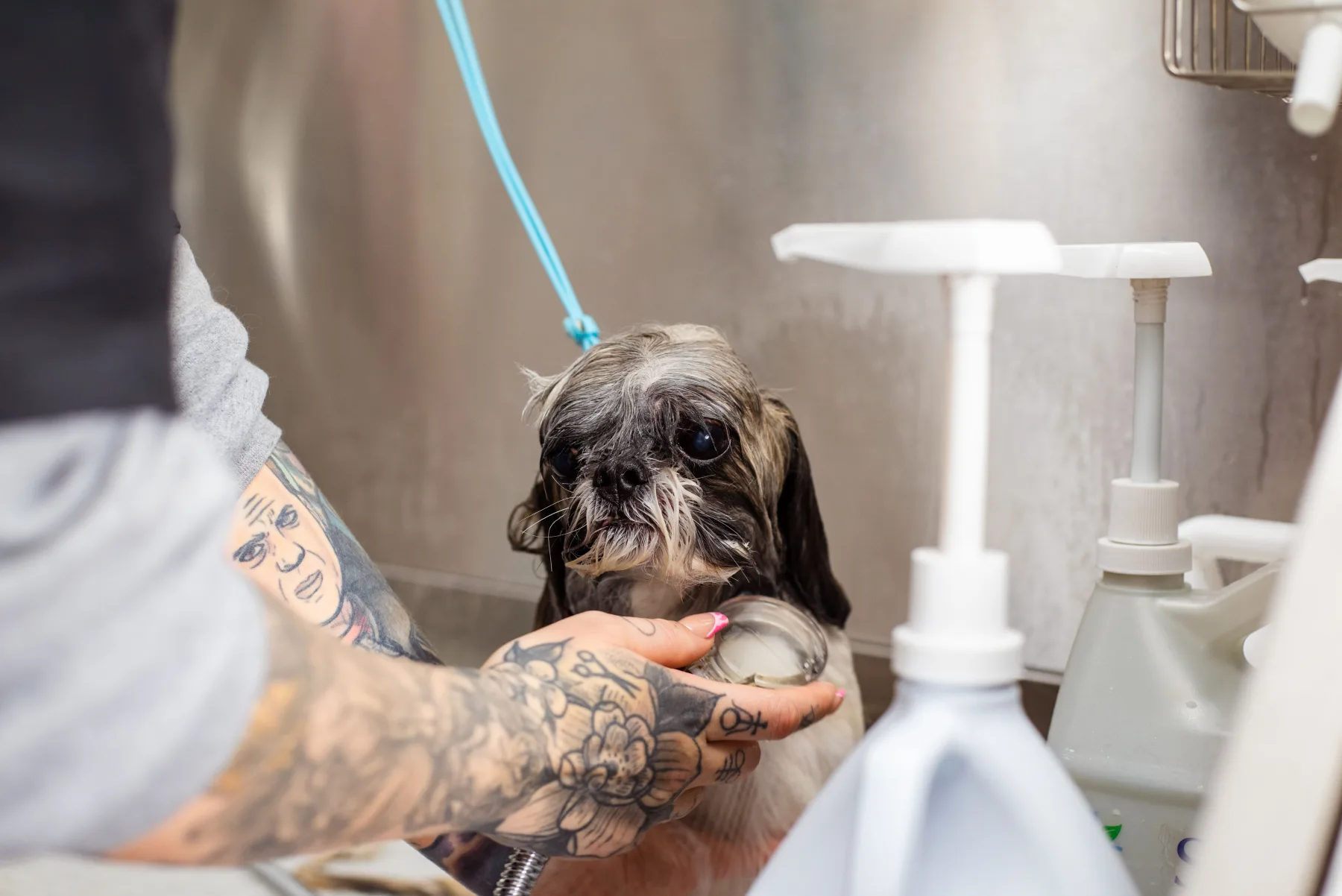 A small dog receiving a careful bath from a professional groomer