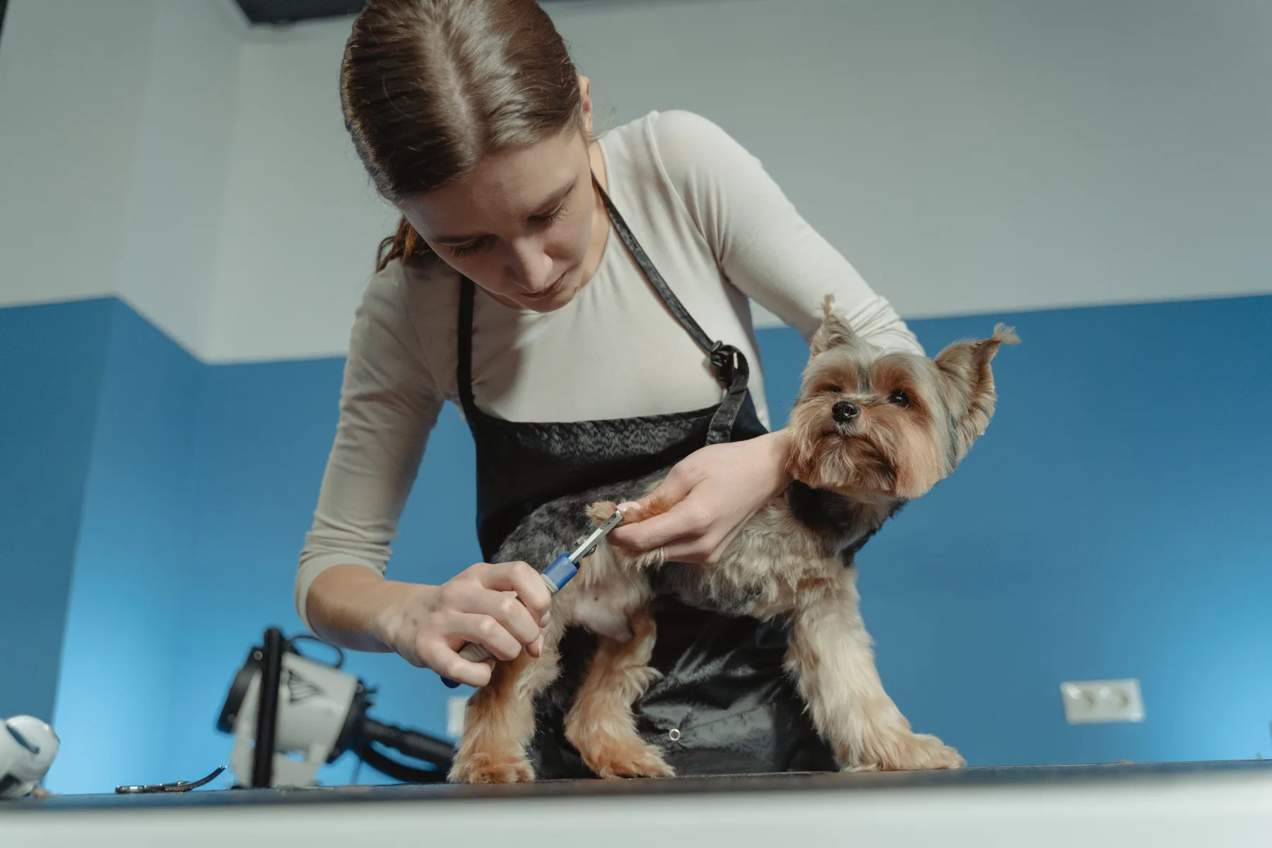 A professional groomer caring for a small terrier