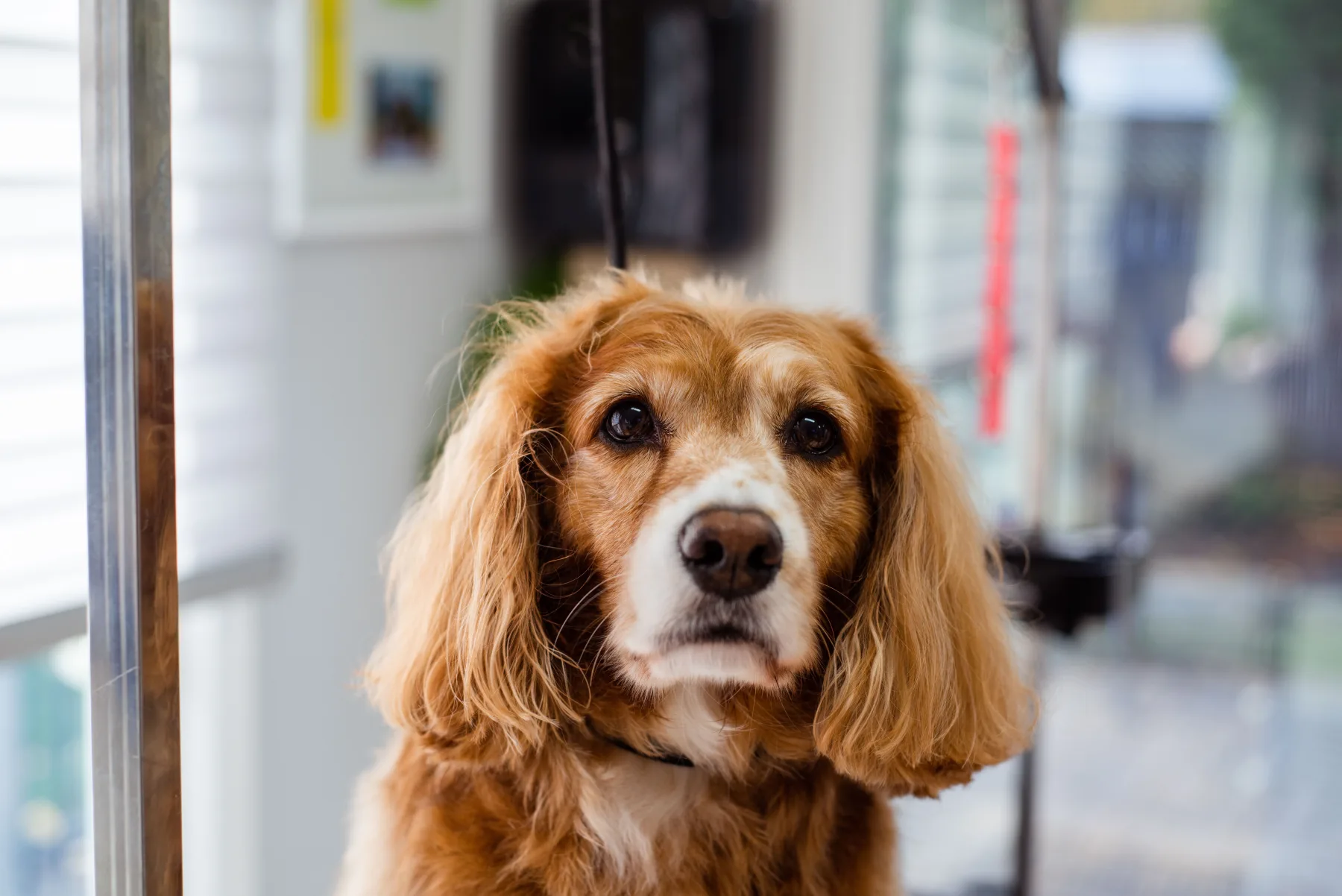 Freshly groomed spaniel looking toward the camera