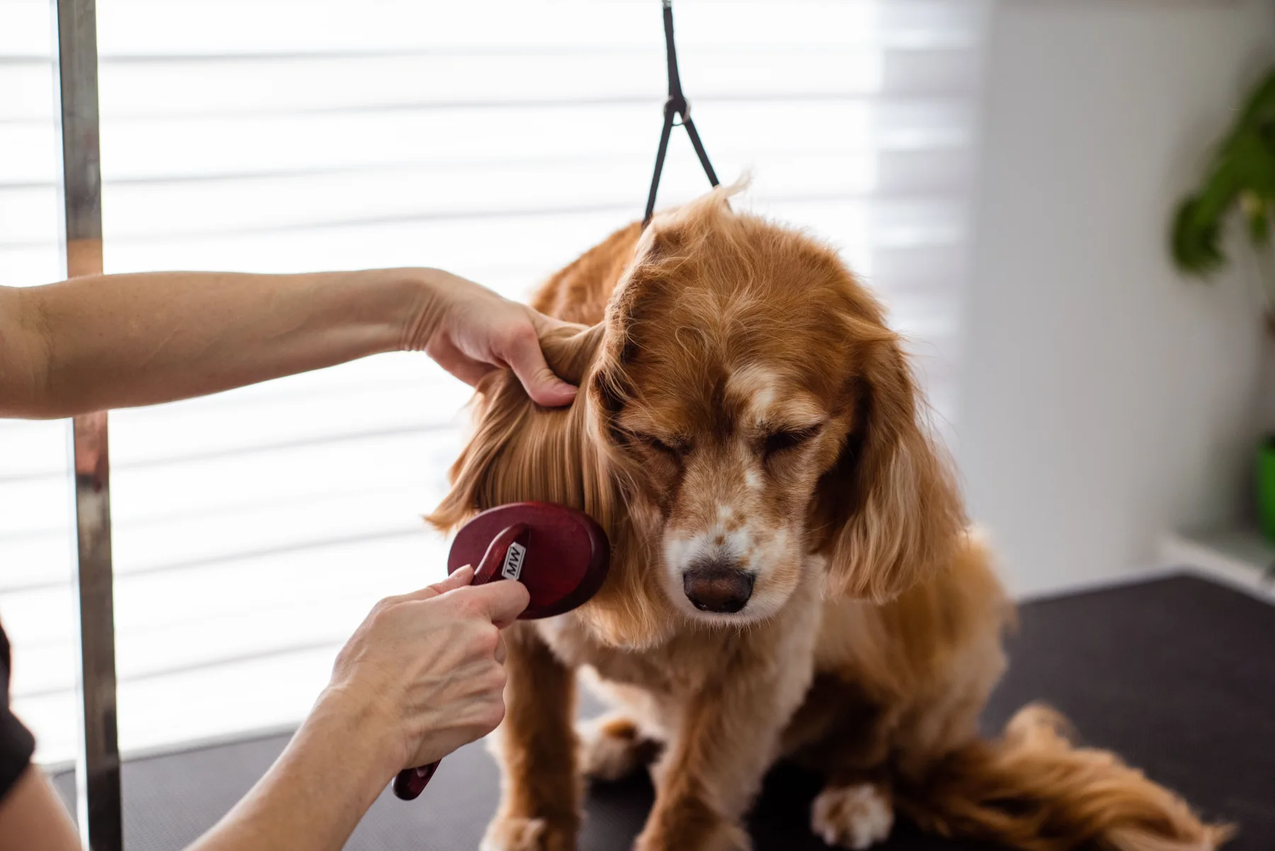 A groomer gently brushing a spaniel's coat